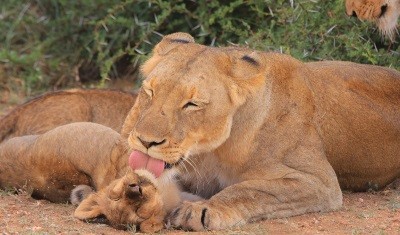 Állatok és kicsinyeik /Diafilm