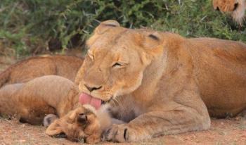 Állatok és kicsinyeik /Diafilm 1.Kép