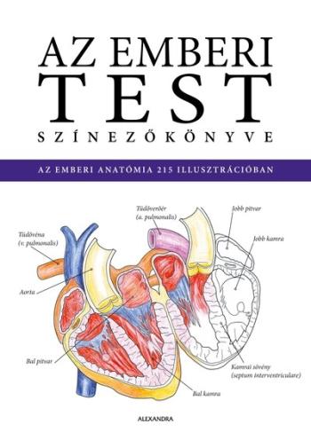 Az emberi test színezőkönyve Kép